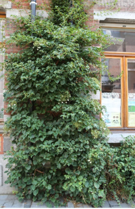 1.    Hortensia grimpant grimpant en buisson dense collé contre une façade.