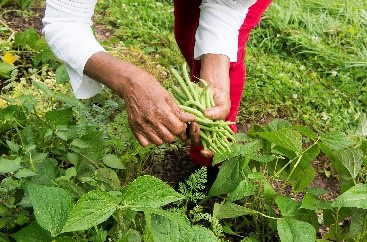 Image : Cultivation de légumes