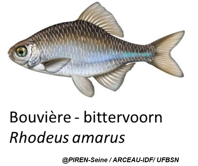 Bouvière