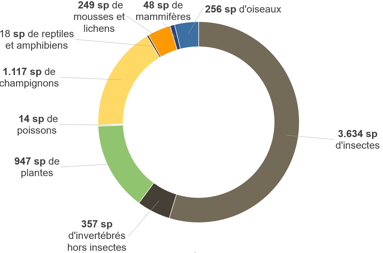 Graphique : répartition des espèces observées selon le groupe taxonomique, espèces exotiques comprises (Région bruxelloise, novembre 2024)