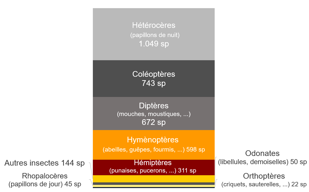 Graphique : répartition des espèces d’insectes observés selon l’ordre taxonomique (Région bruxelloise, novembre 2024)