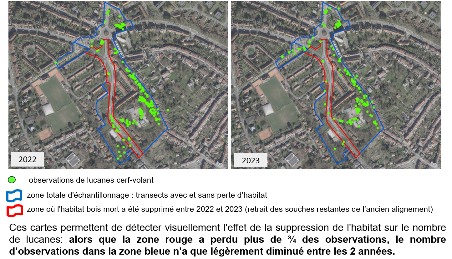 Carte : l’élimination partielle de l’habitat « bois mort » avenue G. Benoidt a eu un impact négatif significatif sur la population locale de lucanes cerf-volant 