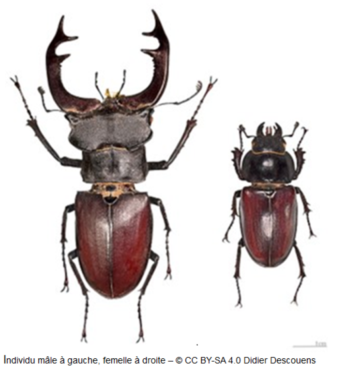 Le lucane cerf-volant (Lucanus cervus)