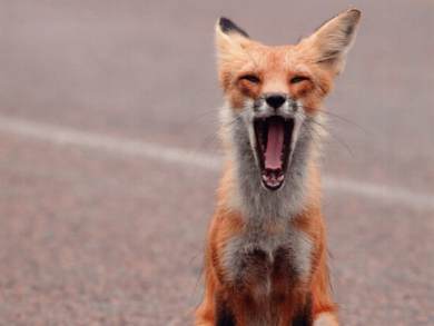 Renard