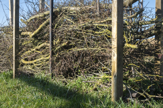 1.	Construire une haie sèche