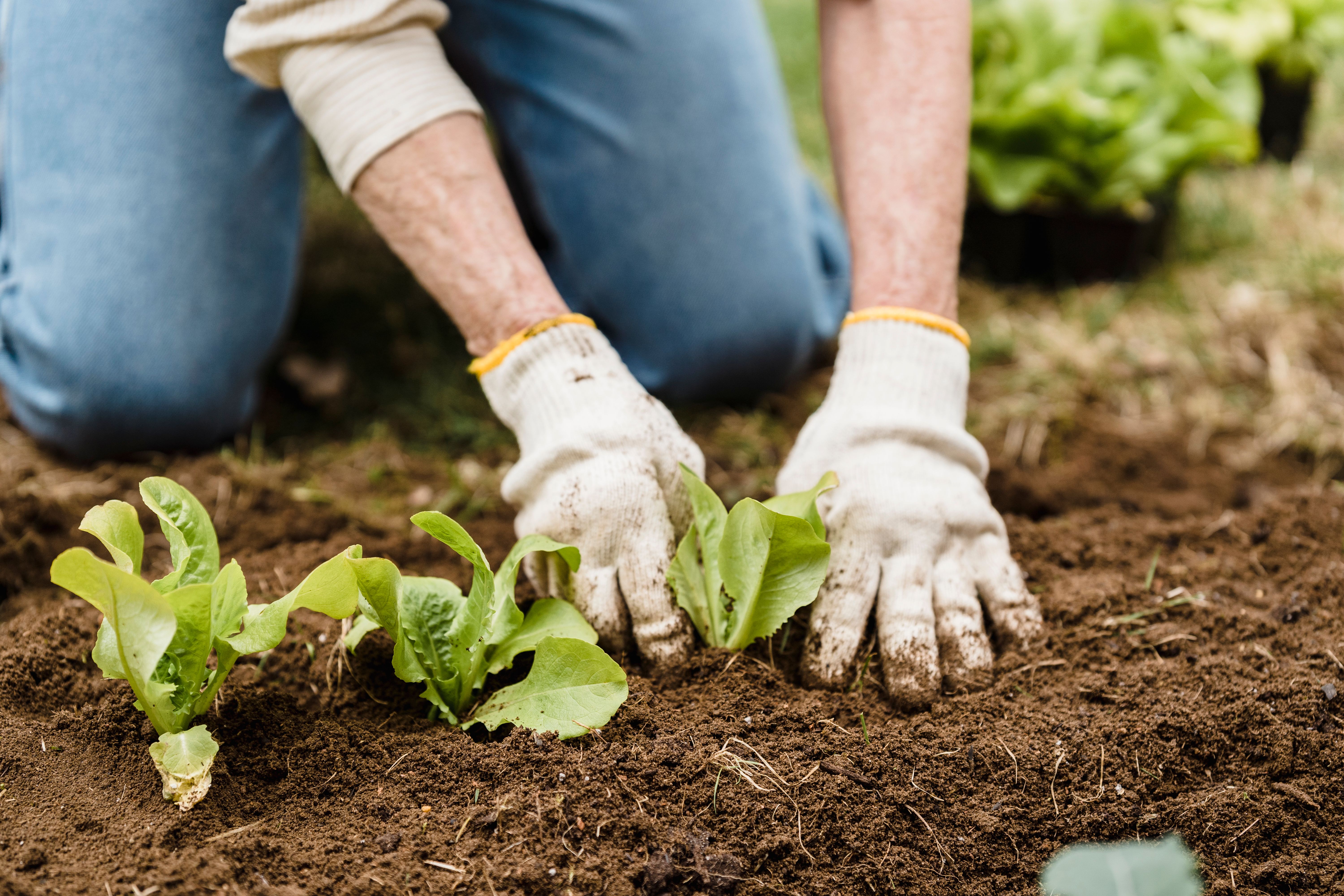 Compost
