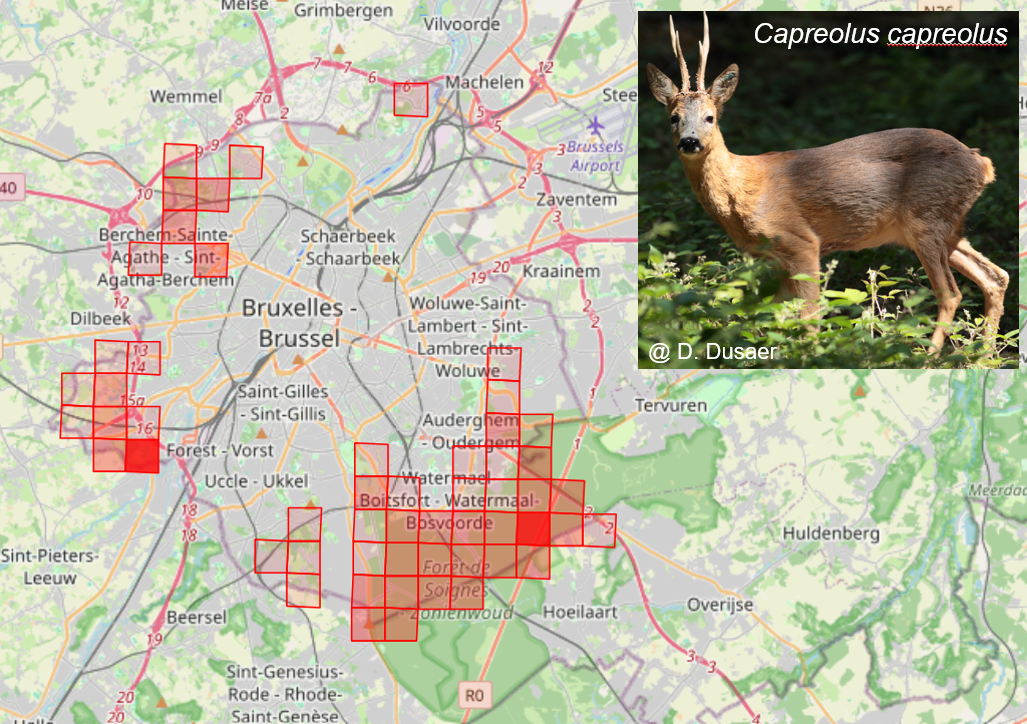 Répartition chevreuil Bruxelles