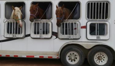 chevaux dans un van