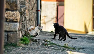 Deux chats des rues en interaction