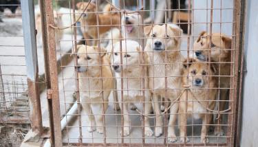 Chiens derrière un grillage dans un refuge
