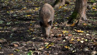 Un sanglier dans une forêt