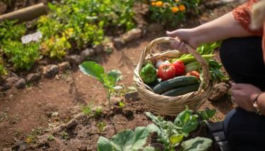 Une personne tient un panier avec des légumes dans un potager
