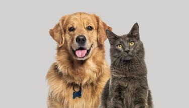 Chien et chat côte à côte
