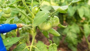 pulvérisation d'un plan de tomates
