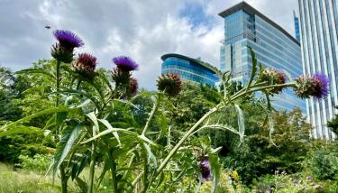 Paysage urbain avec des plantes à l'avant-plan