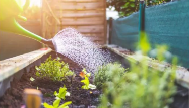 Potager