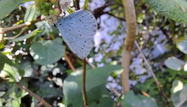 Papillon bleu dans la végétation