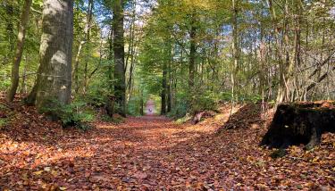 Jeunes dans la forêt
