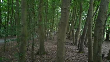 Massif boisé parc Roi Baudouin