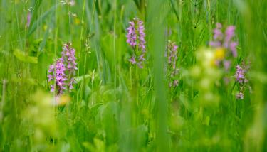 Orchidées sauvage dans une étendue d'herbe