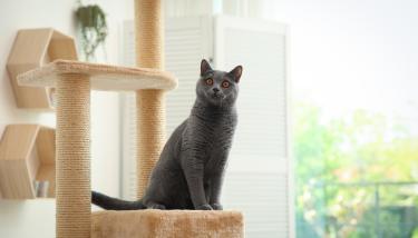 Banner : 10 conseils pour un chat d'intérieur heureux