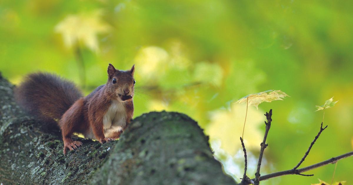 Écureuils, renards, chauves-souris, quels sont les mammifères présents à  Bruxelles ?