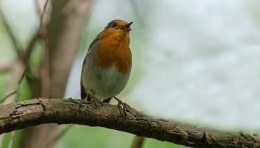 Rouge gorge