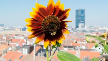 Tournesol avec vue sur la ville