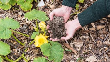 Mains qui tiennent de la terre
