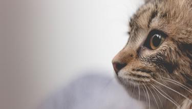 Chat