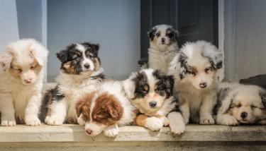 Groupe de chiots