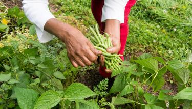 Personne qui cueille des haricots 