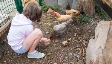 Une personne donne à manger aux poules