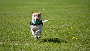 Chien qui court