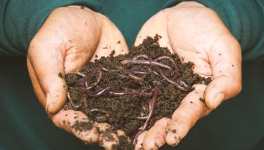 Mains qui tiennent de la terre avec des verres de terre