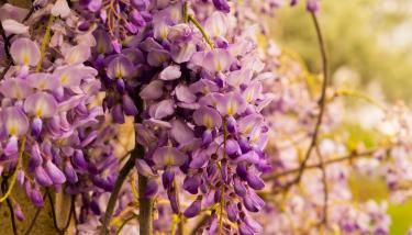 Glycine
