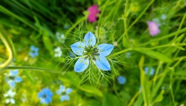 Fleur du Jardin du fleuriste
